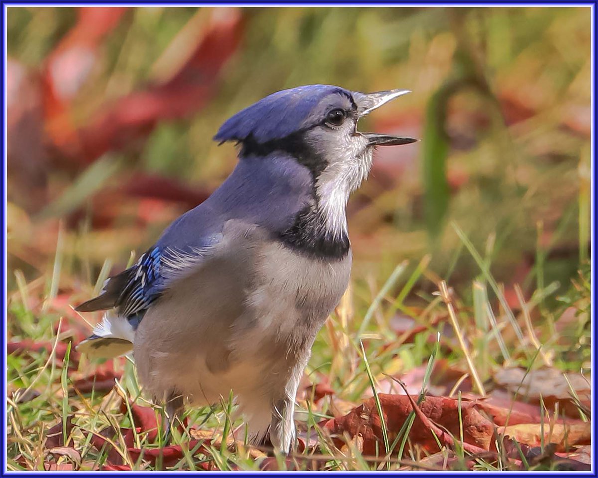 DavidLLindsay1's tweet photo. Haven't posted a #FeatheredFriday photo for some time.  Given the baseball results this week, I have titled this one "Blue Jay Choking".

Have a good long weekend everyone. Happy Thanksgiving. #birdphotography #birdwatching https://t.co/CapDAlwdKB