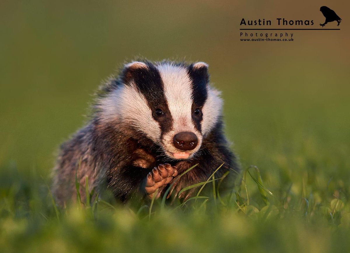 Austin Thomas (@austintphoto) on Twitter photo It is #NationalBadgerDay 💙
I have only just realised 🙈
Better late than never…
Enjoy your evenings
#Badgers #Badger <a href="/CanonUKandIE/">Canon UK and Ireland</a> It is #NationalBadgerDay 💙
I have only just realised 🙈
Better late than never…
Enjoy your evenings
#Badgers #Badger <a href="/CanonUKandIE/">Canon UK and Ireland</a>