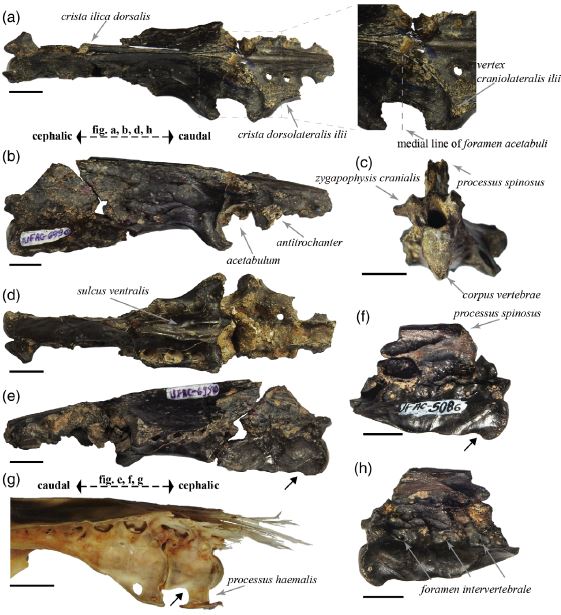 Published this week in The Anatomical Record, new anhingids from the upper Acre River (Late Miocene of southwestern Amazon)! anatomypubs.onlinelibrary.wiley.com/doi/10.1002/ar…

Congrats to <a href="/SilviaOLomba/">Silvia Lomba</a>, <a href="/AnnieHsiou/">Annie Schmaltz Hsiou🇵🇸</a>, Fellipe Muniz, and the others!