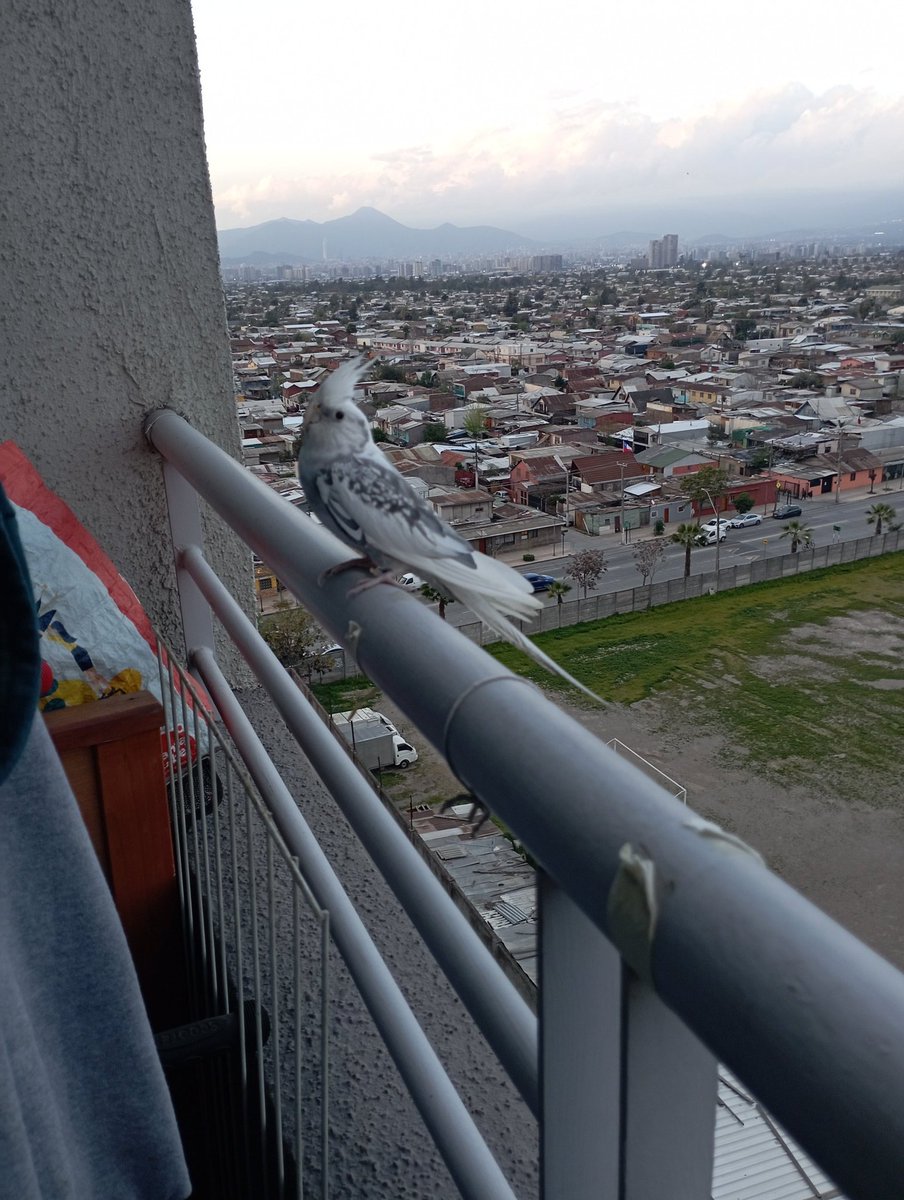 AndrewMcAndrew's tweet photo. 3 Las originales tienen plumas amarillas en la cresta y las hembras también tienen plumas amarillas en las alas y cola, además de mejillas rosadas como #Pikachu https://t.co/3B3JK8JUd6