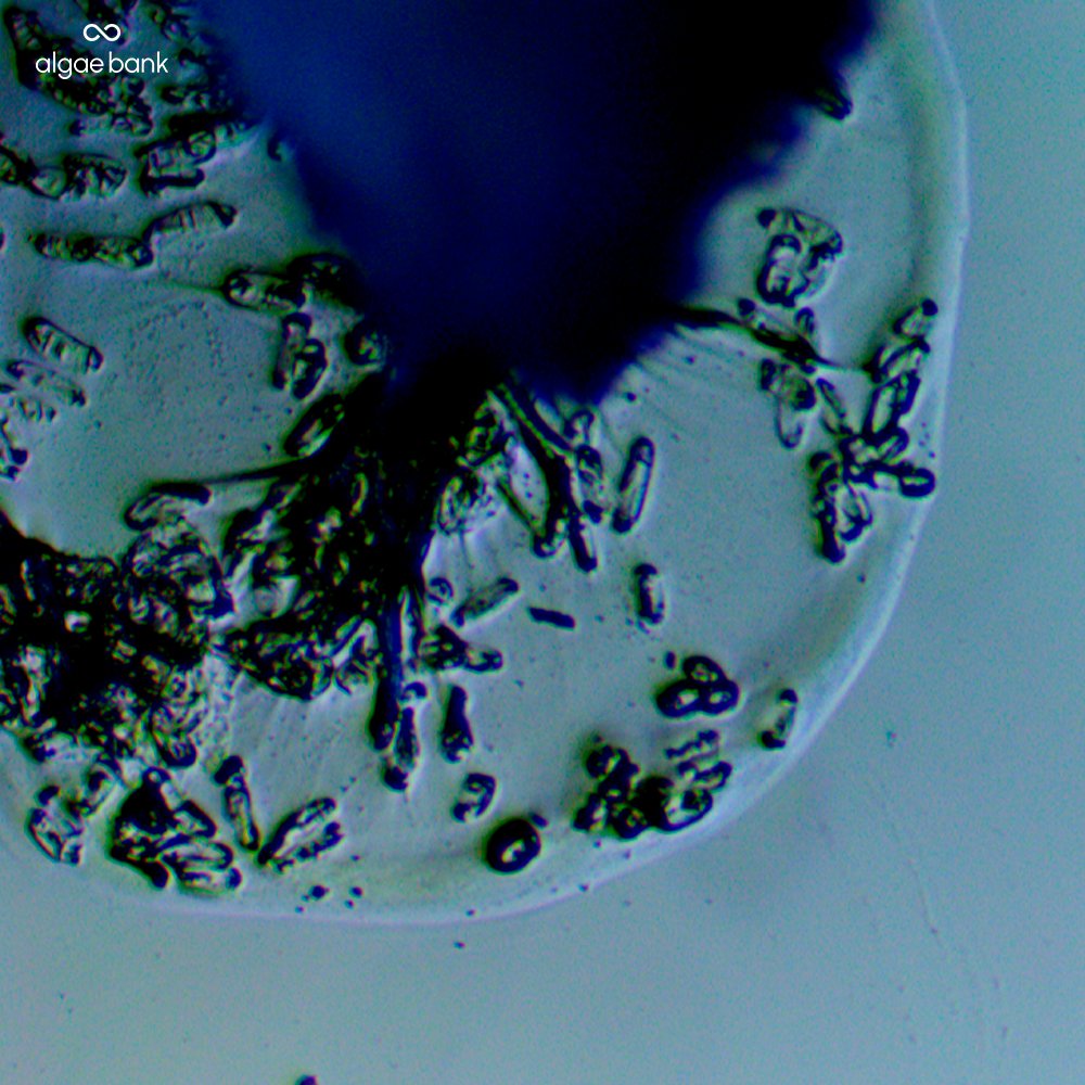 BankAlgae's tweet photo. Vapor-root interface microscopy in nodule formation mediated by Rhizobium leguminosarum CCAB101/b in maize #soilscience #CCABalgaebank https://t.co/ZhdpeUKv7E