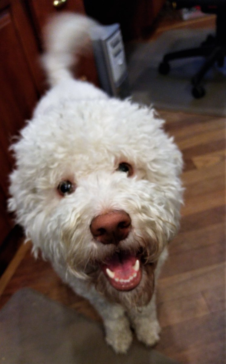 notquiteold's tweet image. Theo's mom here.  As many of his friends know, he's been very sick lately with liver failure.  We lost him today. He was 8.  My heart is breaking.