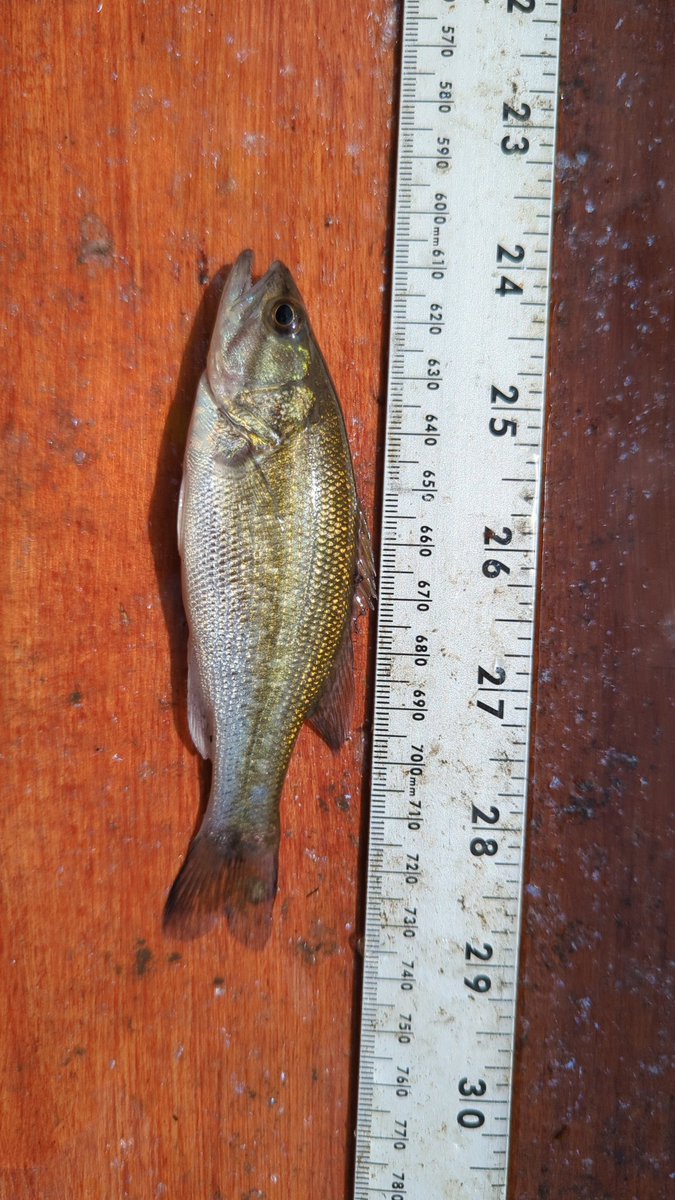 SciFendler's tweet photo. Baby bass in the Ohio River
#LTEF #OhioRiver https://t.co/uBBkRI0r7u
