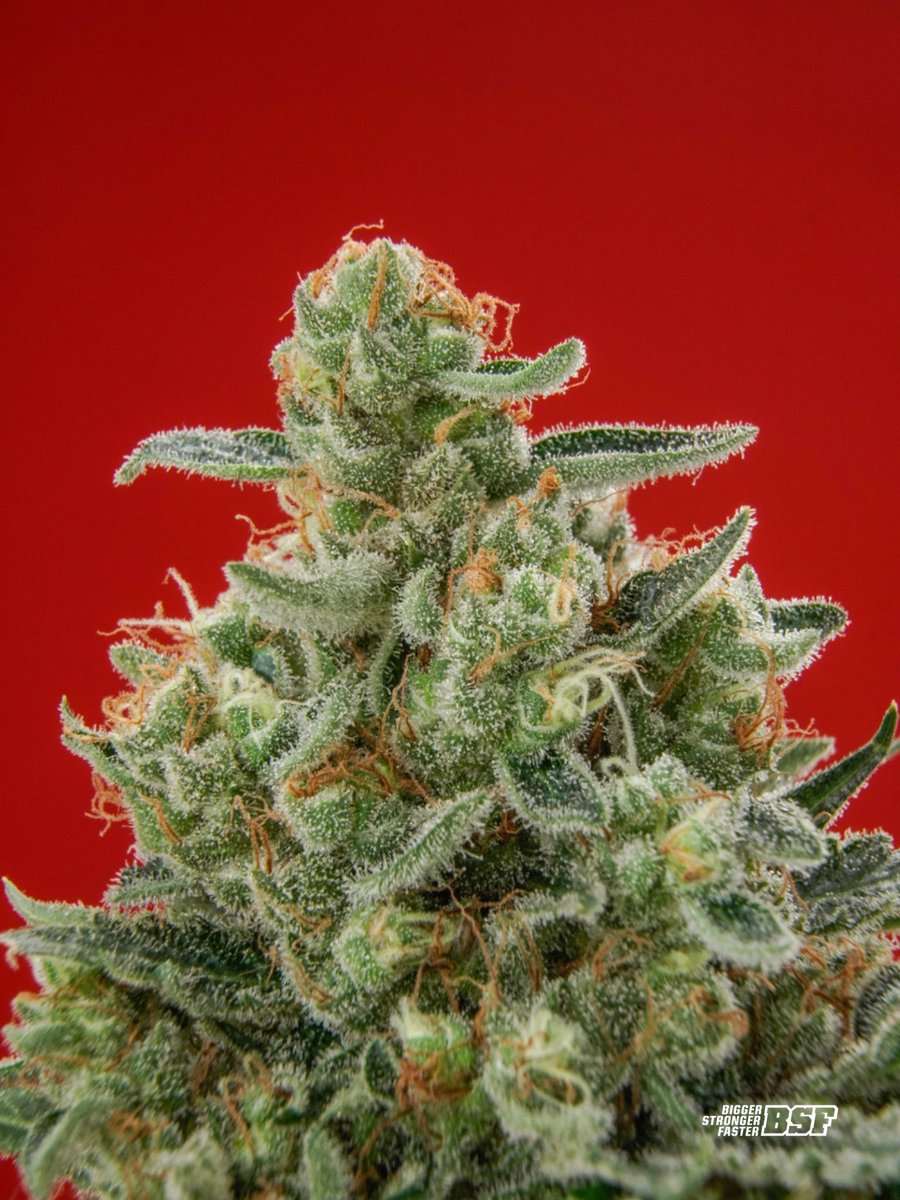 bsf_seeds's tweet photo. 🌱 SORTEO BSFIANO 🌱
PREMIO: Pack de 4 semillas Gorilla Rainbow ⚡️

Para participar:

⁃DAR MG 
⁃SEGUIRNOS @bsf_seeds
⁃MENCIONAR A 2 PERSONAS 
⁃RT post 

El ganador se va a enterar el dia Jueves 12/10 ¡MUCHA SUERTE! 🍀 https://t.co/zk1snWDSSP