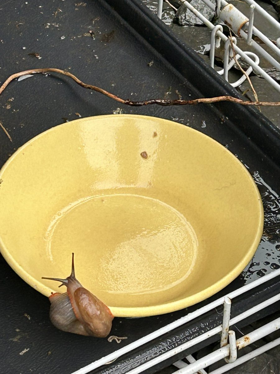 I wondered where all the cat food was  going!