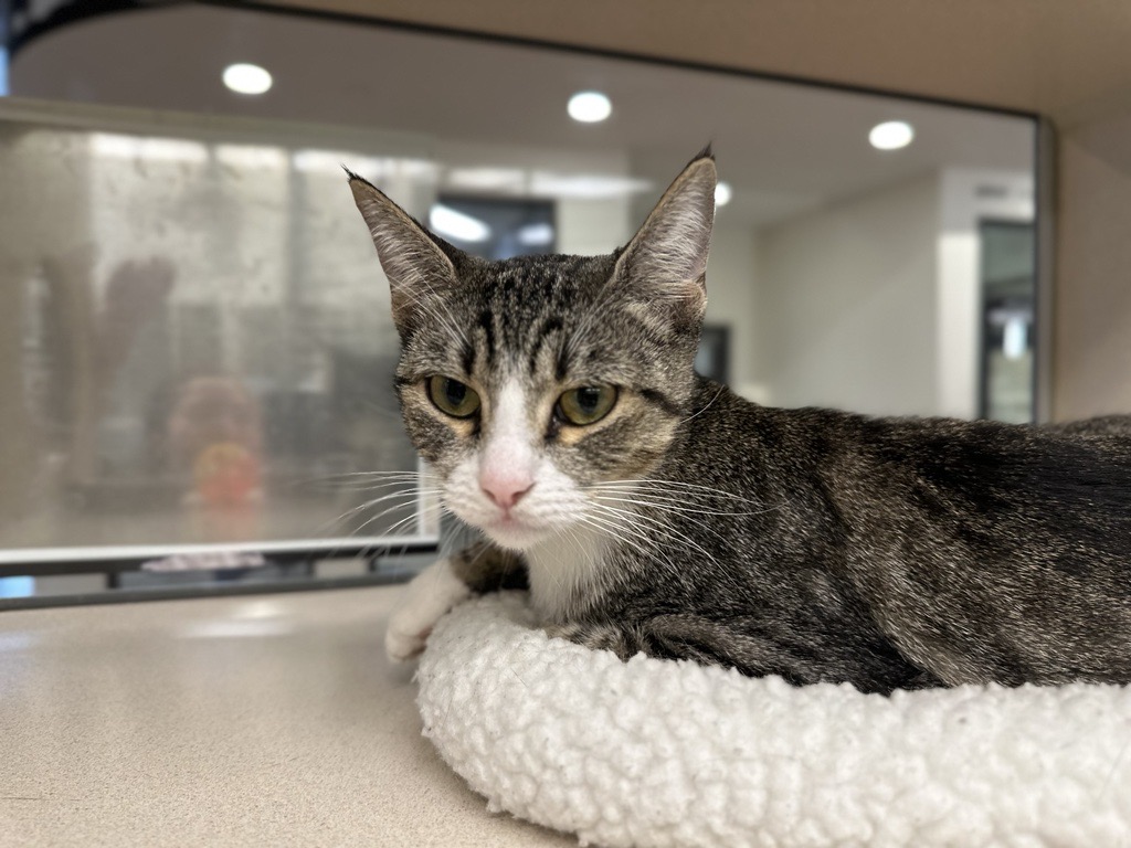 HoustonSPCA's tweet photo. Stop by our Adoption Center from 11 a.m. to 6 p.m. and meet our adorable pets! Don't miss this opportunity to find your new best friend! 🐶🐱

 #Adoption #AdoptablePets #LovingHomes #AdoptMe #Cats #Dogs #HoustonAdoptions #HoustonPets #Houston #SPCA https://t.co/j2JqVG4onI
