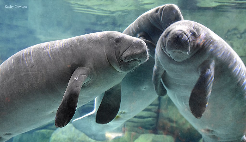 dhlmintz's tweet photo. DHL Express recently played a pivotal role in a heartwarming mission to transport eight rehabilitated manatees from Ohio zoos back to their Florida homes, where they will soon return to the wild.  https://t.co/edpzr0YZl6 https://t.co/bFVBkuWOrk