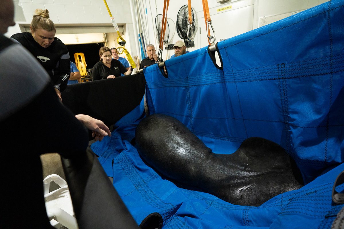 dhlmintz's tweet photo. DHL Express recently played a pivotal role in a heartwarming mission to transport eight rehabilitated manatees from Ohio zoos back to their Florida homes, where they will soon return to the wild.  https://t.co/edpzr0YZl6 https://t.co/bFVBkuWOrk