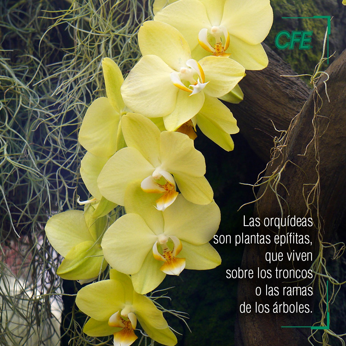 CFEmx's tweet photo. #CFEVerde| ¿La CFE trabaja en la conservación de orquídeas? Conoce cómo se lleva a cabo este proceso. https://t.co/n80aG7xKTA
