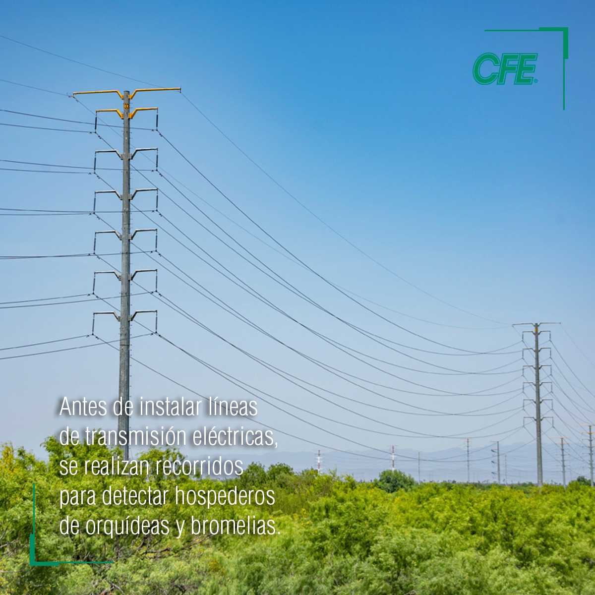 CFEmx's tweet photo. #CFEVerde| ¿La CFE trabaja en la conservación de orquídeas? Conoce cómo se lleva a cabo este proceso. https://t.co/n80aG7xKTA