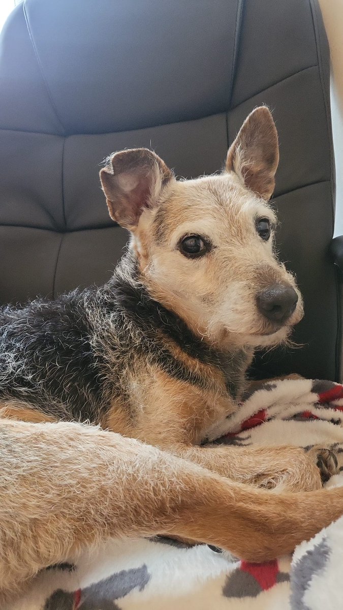 DieselTDog's tweet photo. It's been agggeeees pals, but I'm still here! I was 15 a few weeks ago and still looking good. 🐕 https://t.co/momDhMbk0v