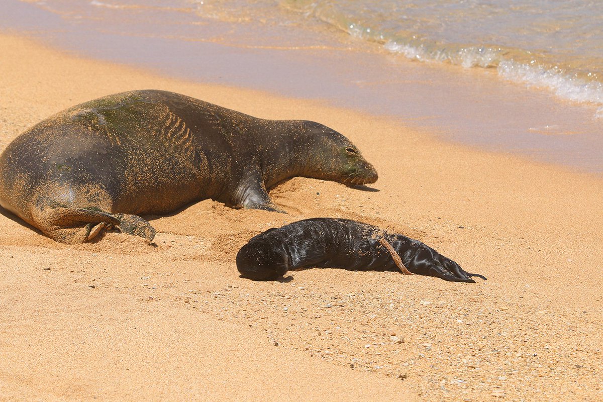Meet some of our Hawaiian Monk Seal Matriarchs! This article from @NOAAFish_PIRO honors the trailblazing female monk seals who have significantly helped build the seal population in the main Hawaiian Islands. fisheries.noaa.gov/feature-story/… 📸: NOAA Fisheries