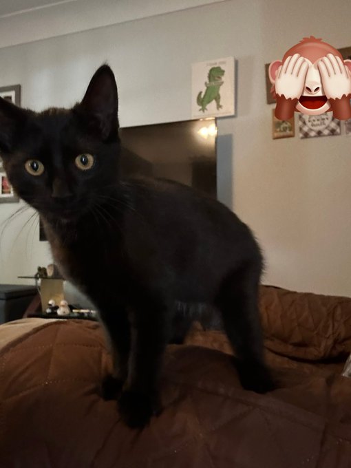 So, I just rescued a cat from outside. I need to spoil him with toys and treats! I have everything else<a href="/tag/newprofilepic"class="tags"><span>#newprofilepic</span></a>