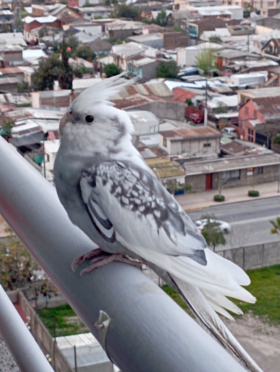 AndrewMcAndrew's tweet photo. 2 Este ejemplar apareció en un balcón en Santiago de Chile https://t.co/glwzdaUH8f