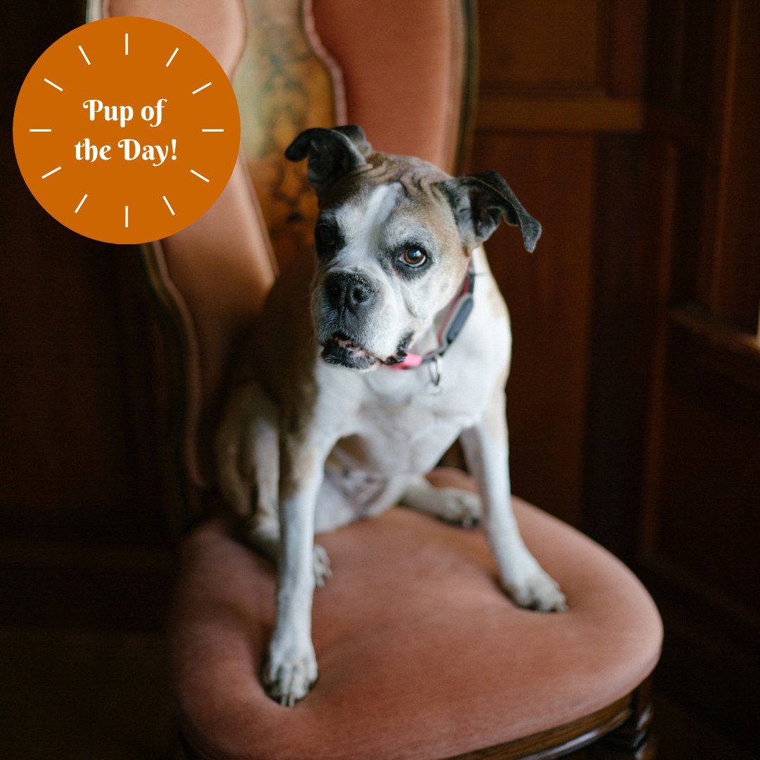 Daisy was the inspiration for Rescue Dog Wines! When Laura &amp; Blair Lott founded their small winery, it was with a promise to give 50% of their profits to animal rescue organizations. Our members are enjoying their Cabernet and Sauvignon. See the wines: bit.ly/******/