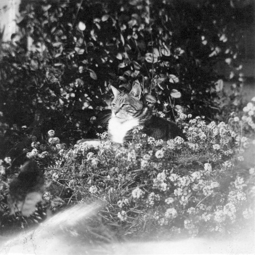 PGMuseum's tweet photo. It’s #FlashbackFriday ! Get outside today and soak up the sun in a bed of flowers like this local cat in a photo from 1915!  #PacificGrove #History #Cat https://t.co/IpS5IOiKaf
