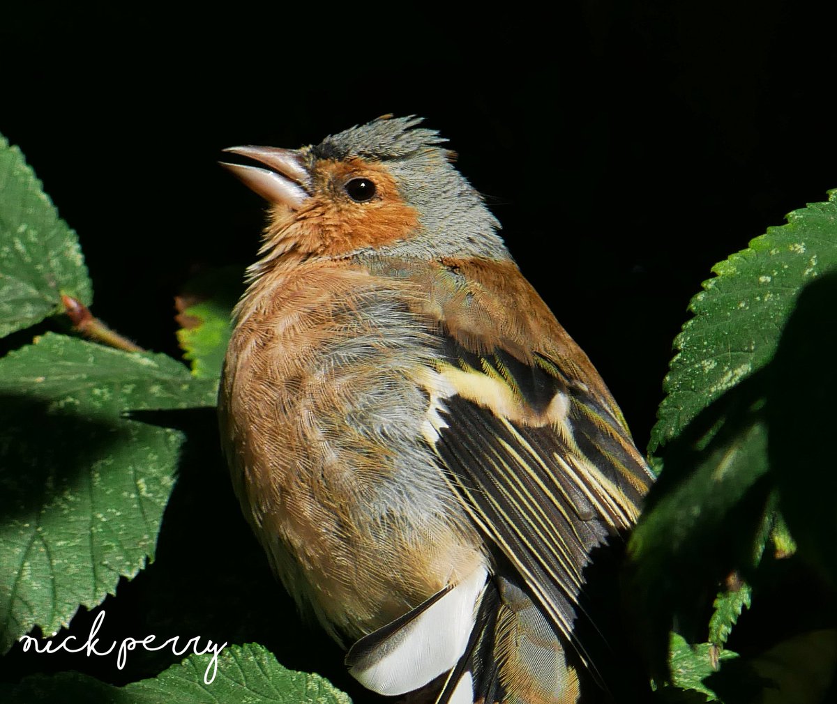 One more for #FinchFriday 
Chaffinch cooling down in a bush on a hot summers day😎
#TwitterNatureCommunity 
#TwitterNaturePhotography 
#BirdsSeenIn2023 #birdphotogrpahy #WildlifeWeek2023 #birdwathing
#BirdsOfTwitter #NatureTherapy