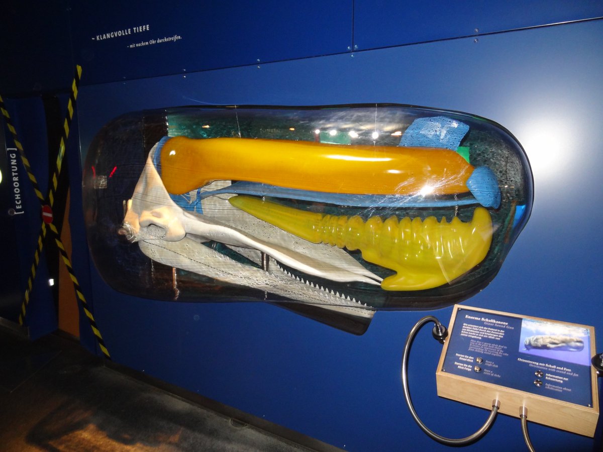 A nice 3D model which shows the utterly bizarre internal anatomy of a sperm whale head. Physeter is without a doubt one of the most spectacular animals in history. Photo taken in the Wattforum Tönning.