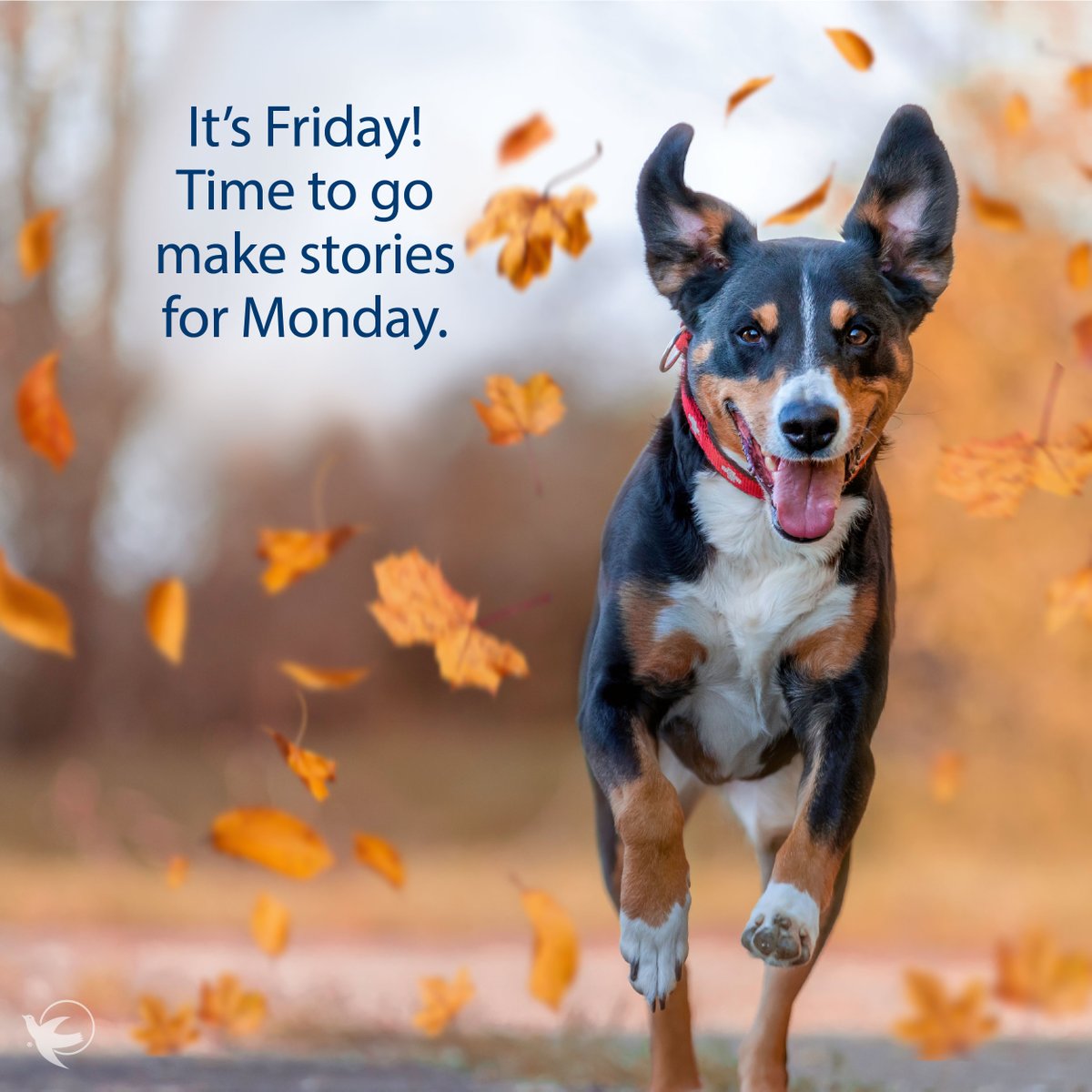 angelsBHWH's tweet photo. 🍂🍁Fall is here and it's time to enjoy the festivities! 🎃🎊 Have a great weekend everyone 🤗 #FridayFeeling #FallFun https://t.co/ciAsTr3TzX