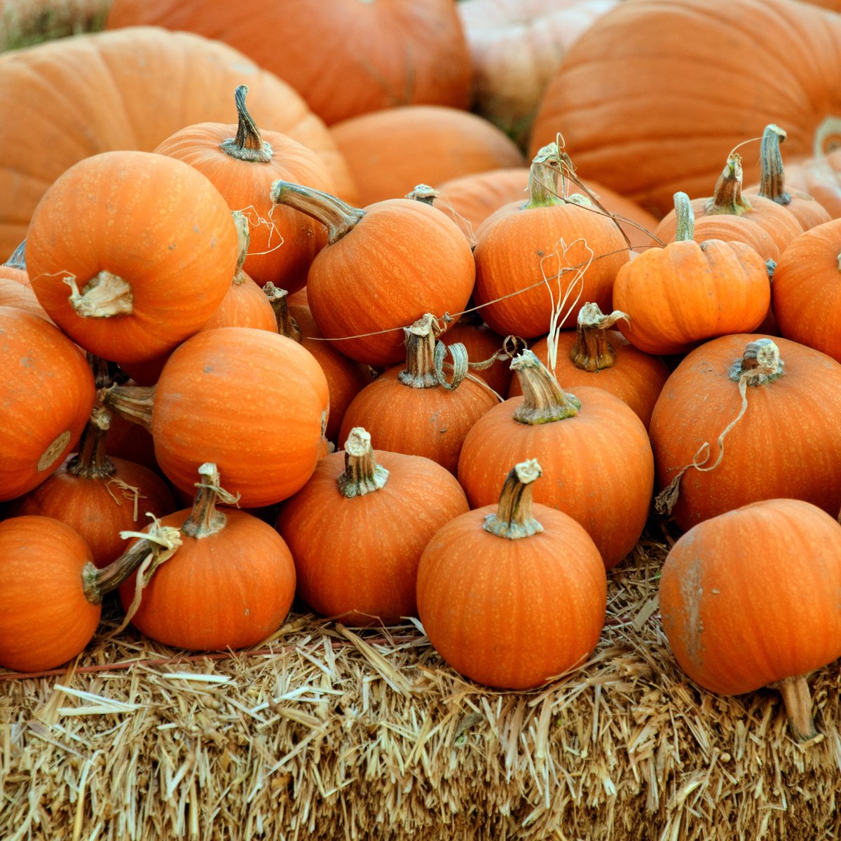 FluxApartments's tweet photo. Get ready for some fall fun! 🎃 Explore the best Twin Cities pumpkin patches by location. 🌽 Find out more at the link below! 📍 
https://t.co/NRYF3I19np
▪️ 
▪️ 
#fluxapartments #MinneapolisApartments #FallFun #PumpkinPatches #CornMazes #TwinCities https://t.co/U7By2K2SQV