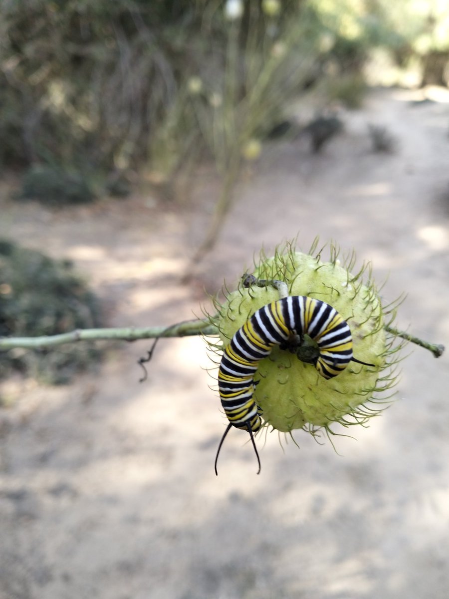 josemrm301's tweet photo. Mariposa Monarca 🦋 https://t.co/CNZLKhiNLS