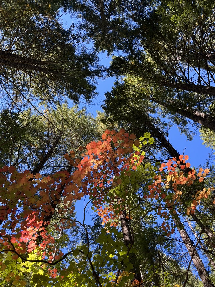 It’s been like Indian summer here, with beautiful warm days, so another walk in the woods was in order😸. More pix later after I go through them 

#photography #trees #Autumn #walkinthewoods #Oregon