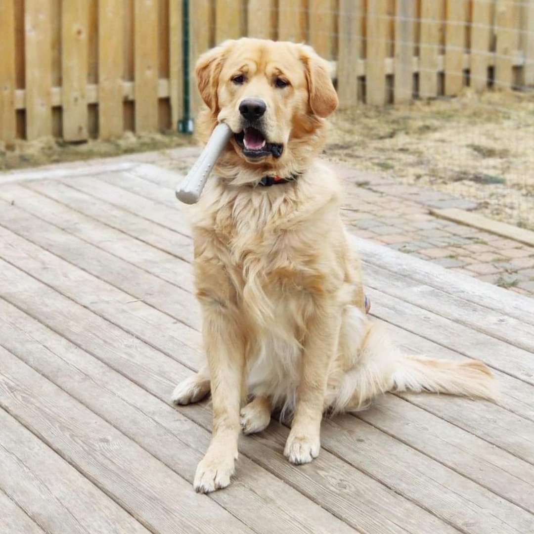 Catstages's tweet photo. Life is simple with my #PetStages Dogwood Stick 

(📸: lifewithtuckerandriley)
#Petstages #DogsofTwitter #RaisetheWoof https://t.co/j04yCnVGsM