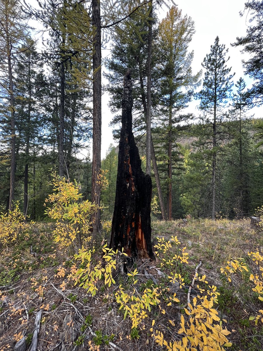 fireminded's tweet photo. Great couple days with fellow fire nerds talking about #prescribedfire and #wildlandfire research ๐ฅ with @firebobbc @LoriDanielsUBC @jillharvey_fire and folks from #bcwildfire #firescarfriday #firemanagement https://t.co/ML9JTP1luP