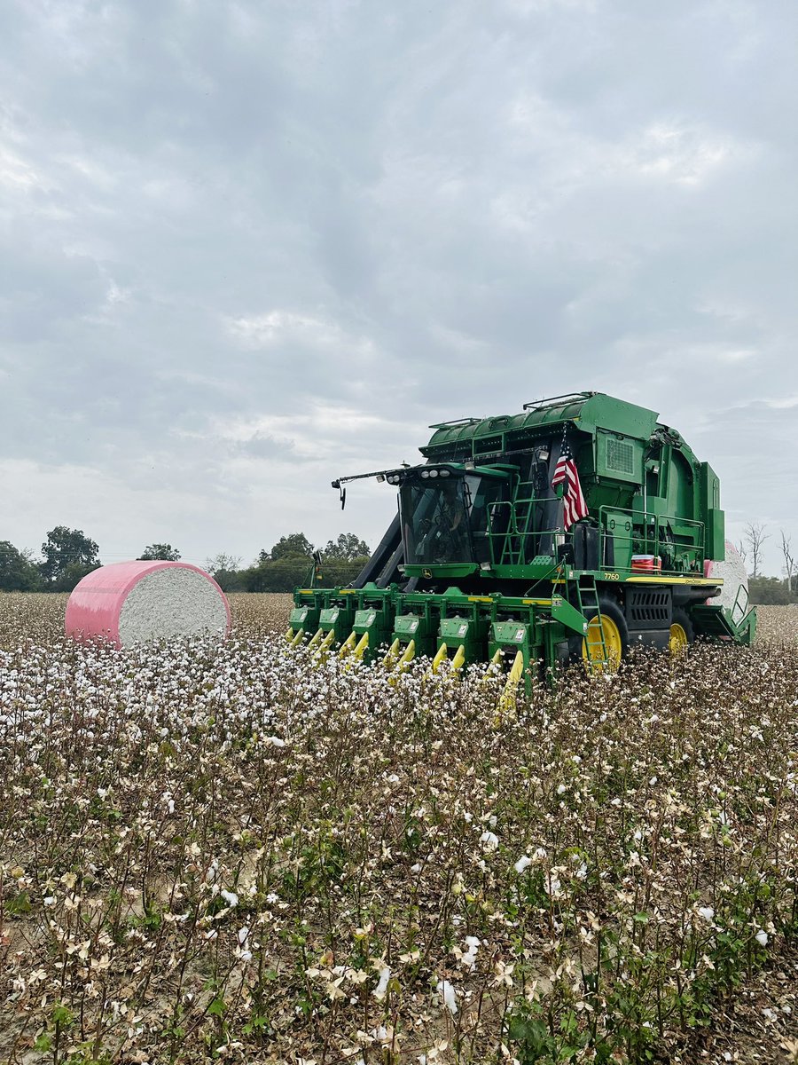 Picking @DELTAPINE 2115 #cottonfarming