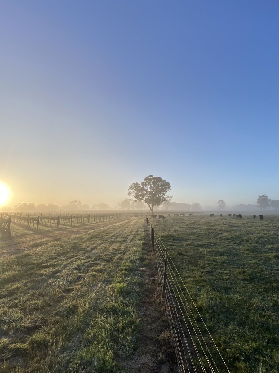 merite_wines's tweet photo. Frost season | Clear and skies at sunrise in #Wrattonbully ~ a cavelands wine region with heritage red gum trees #v24 #vintage2024
I am wondering… how many cows we need in the side paddock to raise the overnight temperatures 2 degrees 🤔 https://t.co/mliCamJdZv