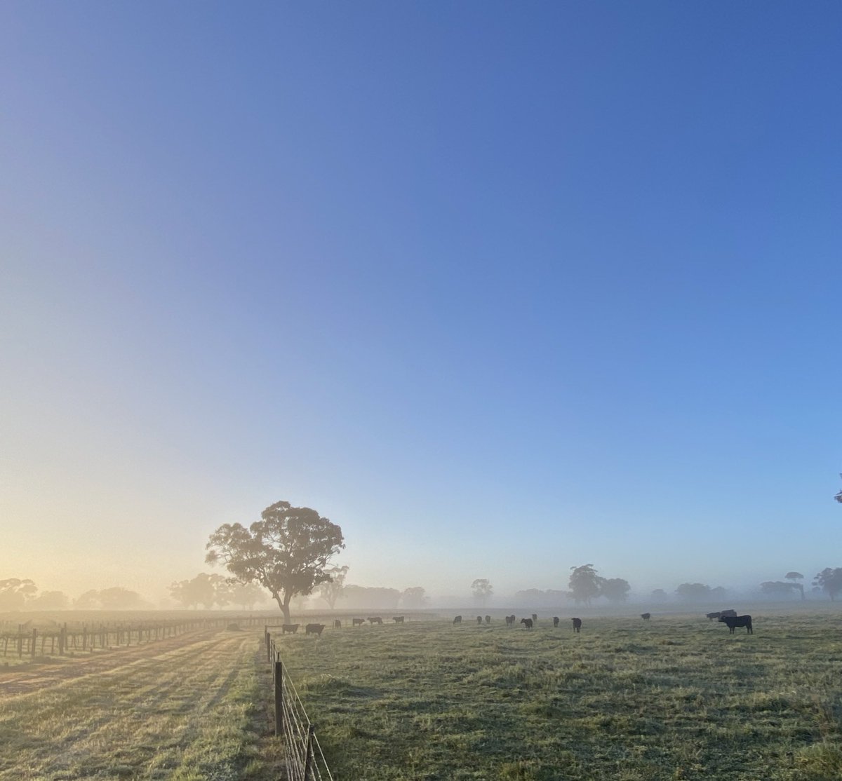 merite_wines's tweet photo. Frost season | Clear and skies at sunrise in #Wrattonbully ~ a cavelands wine region with heritage red gum trees #v24 #vintage2024
I am wondering… how many cows we need in the side paddock to raise the overnight temperatures 2 degrees 🤔 https://t.co/mliCamJdZv