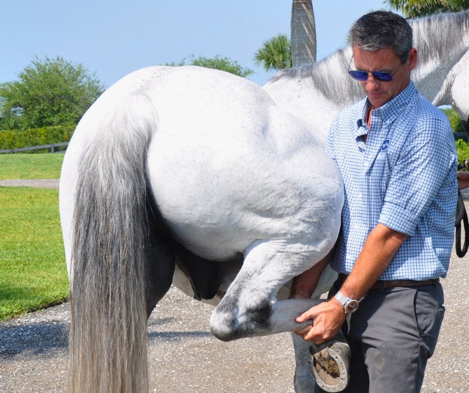 cassadolvet's tweet image. Let Cassadol Equine Software manage the technicalities while you focus on your practice.

Empower your equine practice with Cassadol – Your Partner for Success

#EquineVeterinarian #EquineChiropractor #EquineVet #SoloEquine #EquineSoftware