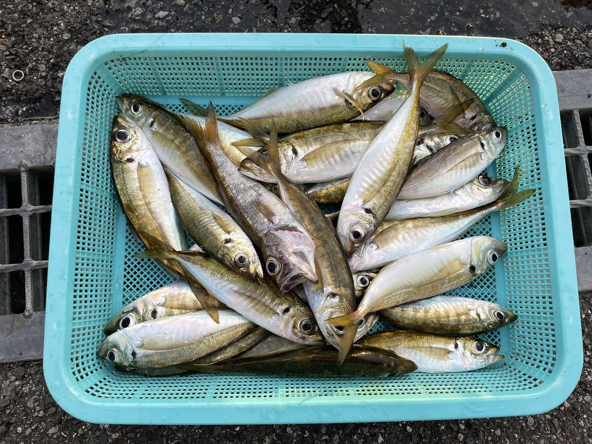 costa_fishing's tweet photo. アジ好調です！
サイズは15〜20cmで脂がノリノリです🤩

今がチャンスです！！

コスタではお店をご利用して頂いたお客様に釣り場の案内も行っています。

#アジ
#アジング
#サビキ釣り
#クロダイ
#チヌ
#磯釣り
#フカセ釣り
#釣り
#海釣り
#関東
#千葉
#勝浦
#外房
#ヒラメ
#fishing
#釣果
#シマアジ https://t.co/Ux3zFW9Z4x