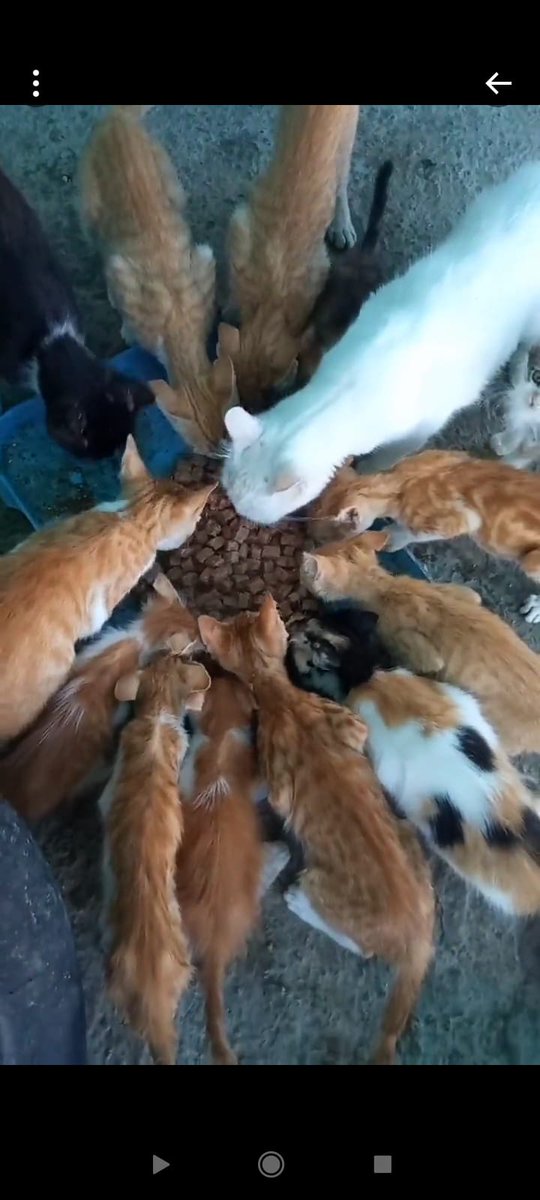 animals Man tweet media