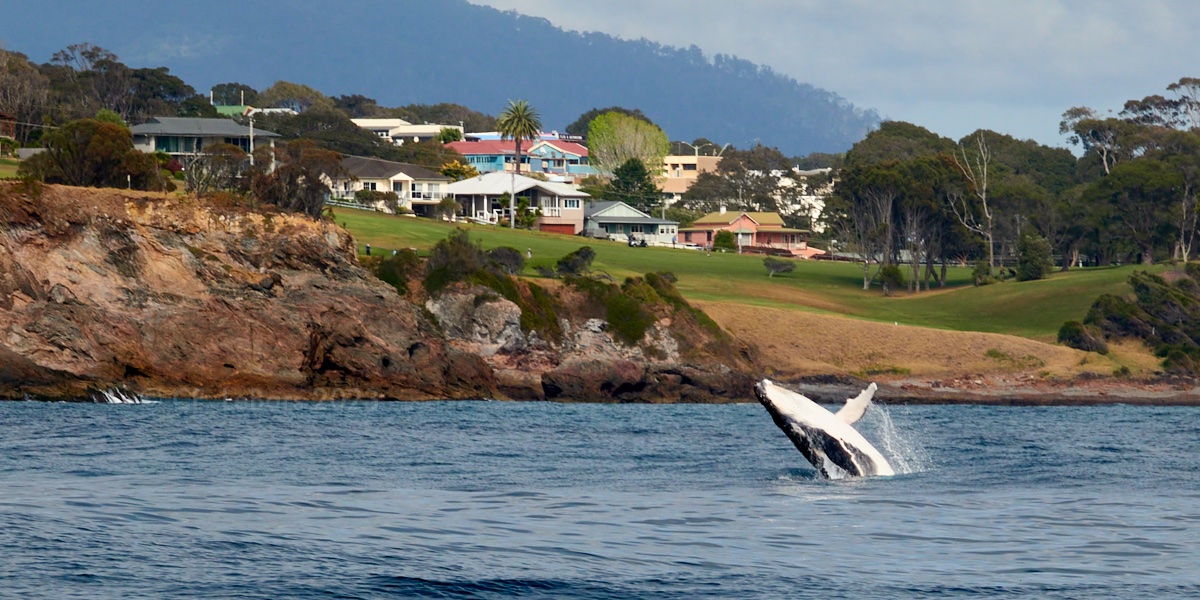 Mum wanted to share a pic she took earlier this week of one of the baby humpback whales 🐋 playing in front of the town. We told her you only want to see us🐶🐱🐶 , but she insisted 🙄😉💙
#WildlifeEncounter #whalewatch