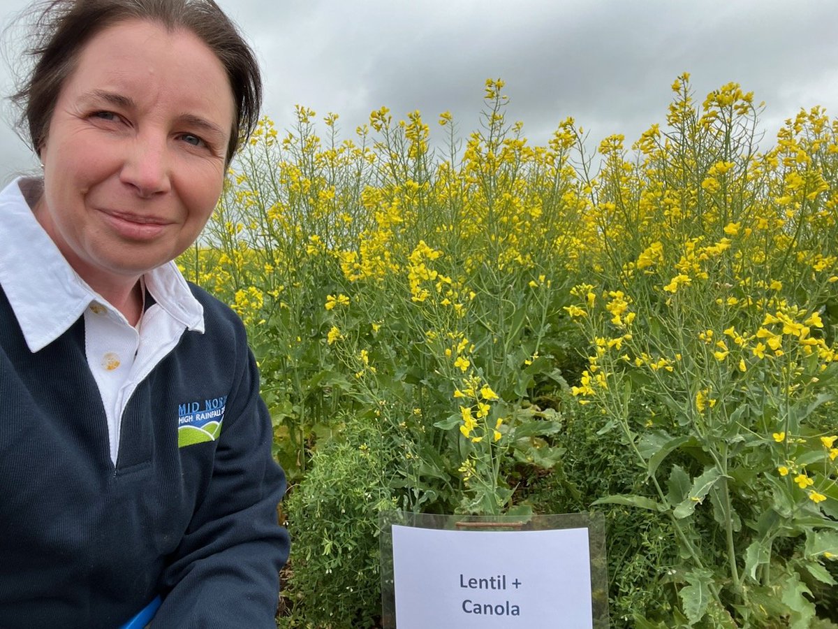 PennyRo25927708's tweet image. Can we grow high value pulses, #lentil &amp;amp; #chickpea in frost prone environments? After 3-4 years of successful research the team extending the possibilities at the @MidNorthHRZ spring field day #intercropping &amp;amp; delay sowing chickpea. @SAGrainTrust @GRDCSouth @SA_PIRSA