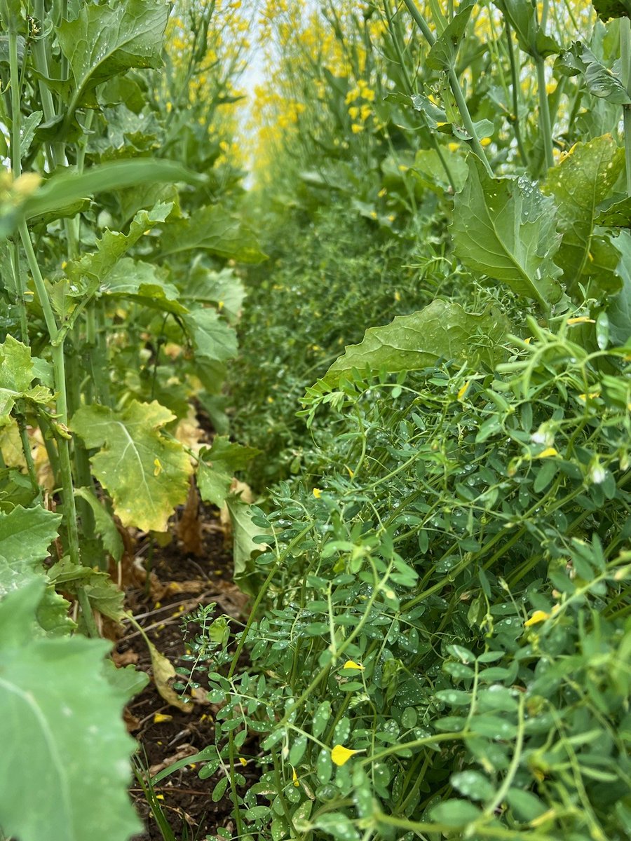 PennyRo25927708's tweet image. Can we grow high value pulses, #lentil &amp;amp; #chickpea in frost prone environments? After 3-4 years of successful research the team extending the possibilities at the @MidNorthHRZ spring field day #intercropping &amp;amp; delay sowing chickpea. @SAGrainTrust @GRDCSouth @SA_PIRSA