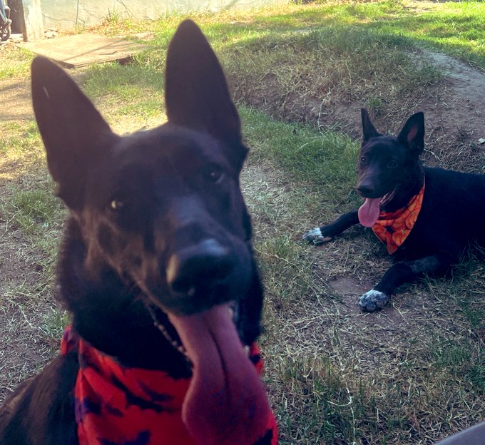 My dogs are so damn cool.  there was a time I thought black labs were where it was at &hellip;  until I got<a href="/tag/gsd"class="tags"><span>#gsd</span></a><a href="/tag/howloween"class="tags"><span>#howloween</span></a><a href="/tag/mydogsaarecool"class="tags"><span>#mydogsaarecool</span></a>