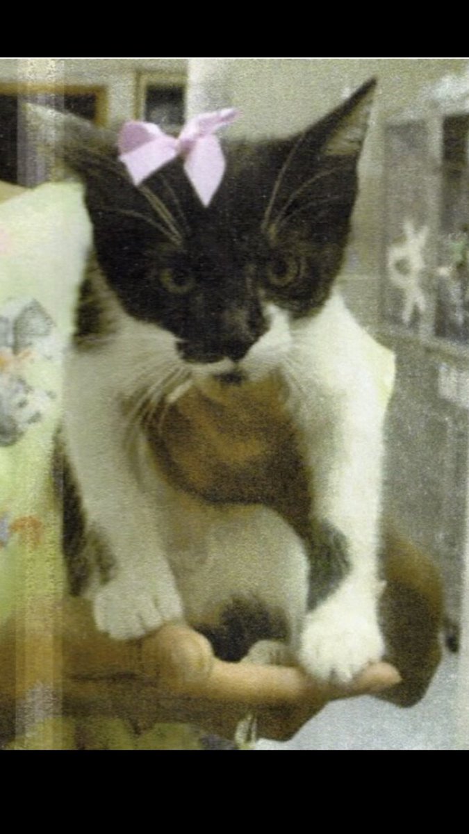 sclaresjt's tweet photo. We lost this beautiful little girl today, Her name is Stinky, she was our petite and dainty girl, she had a long life, We are going home with her empty carrier and our hearts are broken. We and her brothers &amp; sisters will miss her forever. 🌈💔 https://t.co/skTbHwaboR