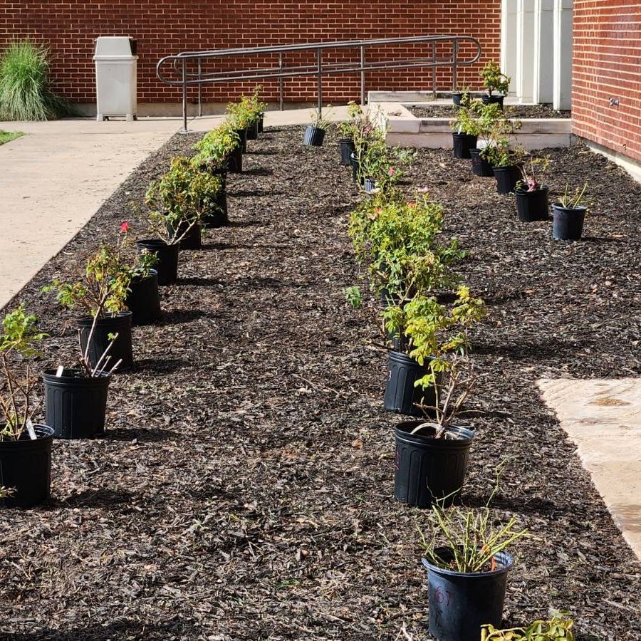 txplantclinic's tweet photo. Happy Friday (10/06/23)! Putting  out #rrd resistant rose trial in Waco, part of the SCRI Sustainable Rose project. Hope to get new info to expand current knowledge. See recent article https://t.co/rbbVTTBVEx
Have a fun, safe and healthy weekend. -KO @txplantdr #ExtPLPM @plpmbesc https://t.co/fVJEm8bGE9