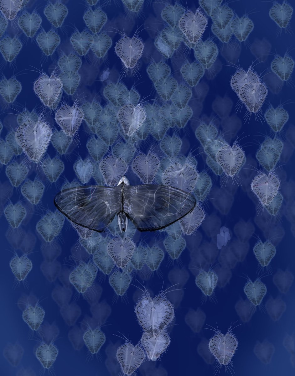 When food blooms ,millions of butterfly jellies gather in numbers and migrate towards open ocean where they’ll find abundant food ,if they manage to not become a snack themselves ….

(#bivalvopia 100 MY post seeding)