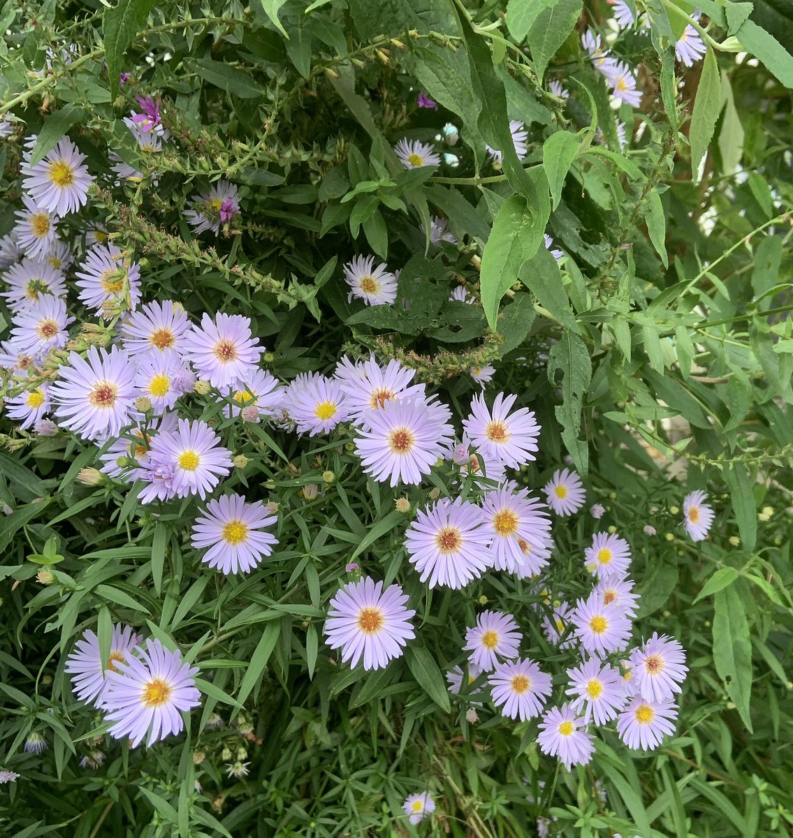 💐🍸🍷🎶🌈#hamburg today🌺#Asters ☀🌄🎨🌳🌼#HappyWeekend Friends! ☮peace☮✨love💖✨ #NoWar!🌎🚴‍♀️🏕🍀🌱
