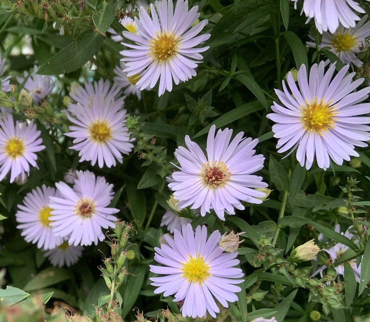 peac4love's tweet photo. 💐🍸🍷🎶🌈#hamburg today🌺#Asters ☀🌄🎨🌳🌼#HappyWeekend Friends! ☮peace☮✨love💖✨ #NoWar!🌎🚴‍♀️🏕🍀🌱 https://t.co/y70WVQqsFa