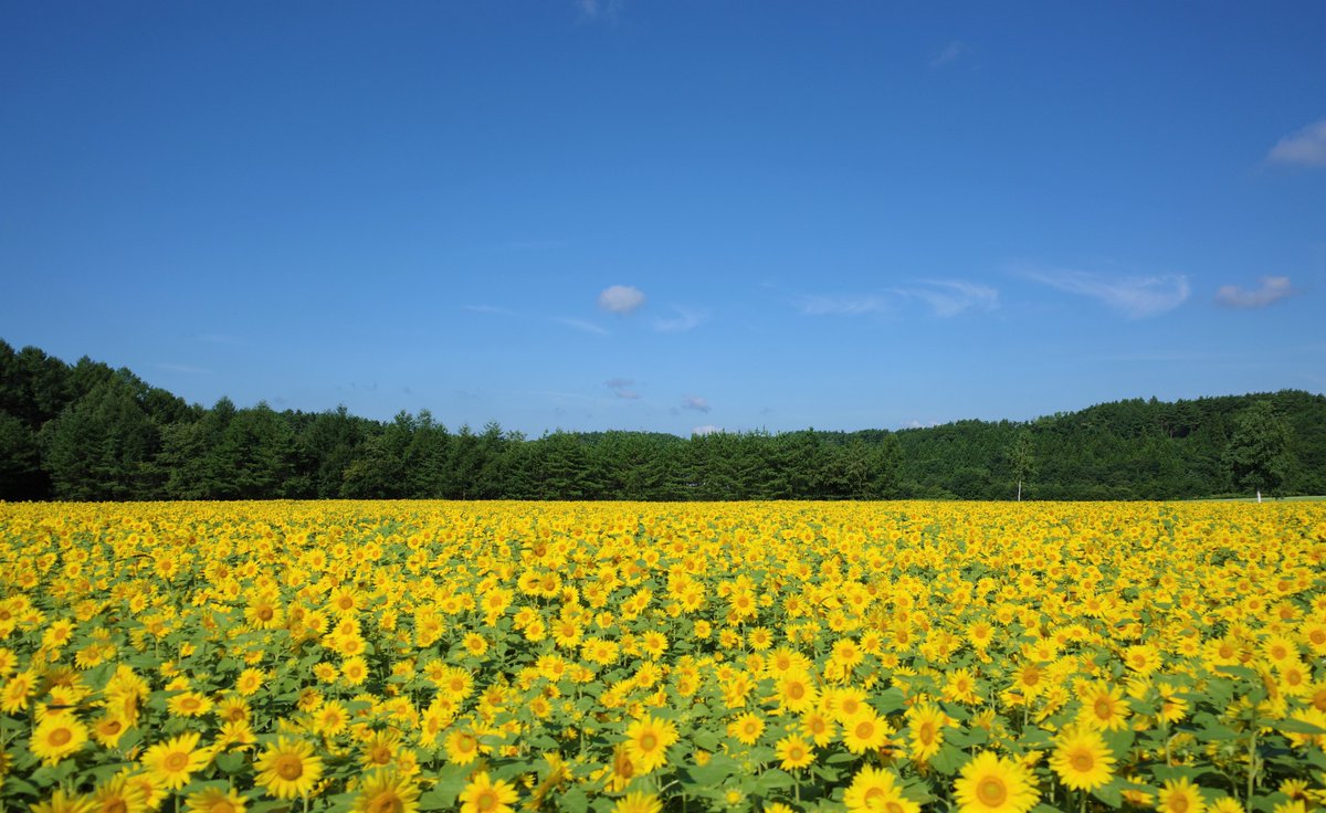 shin1979flower's tweet photo. おはようございます(´▽`)
Good Morning🌻
夏の思い出
ひまわり
Sunflowers
#sunflowers #floweres #ひまわり https://t.co/4EAobO1Z5O