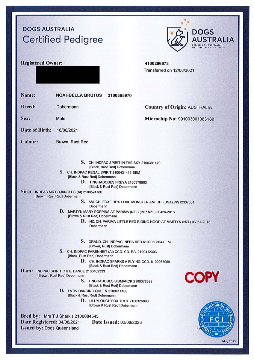 Darkashadows's tweet image. What the #ANKC #Dogsqld &amp;amp; #DogsNSW do when you buy a crossbred dog from a #DogsNSW registered breeder. NOTHING! Sorry they suspend the victim and not the scammer.