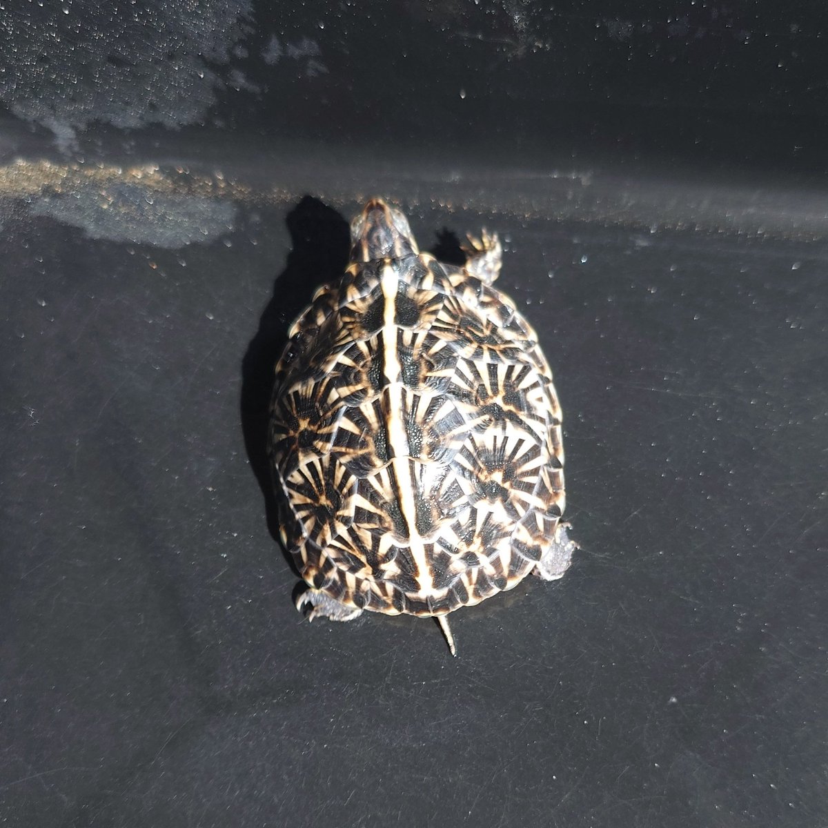 9SoraYu3's tweet photo. 先月ついに憧れだったフロリダハコガメをお迎え！！
綺麗すぎる…🐢
巷ではフロリダ人気のようで…
#フロリダハコガメ https://t.co/ipYYRv9el6