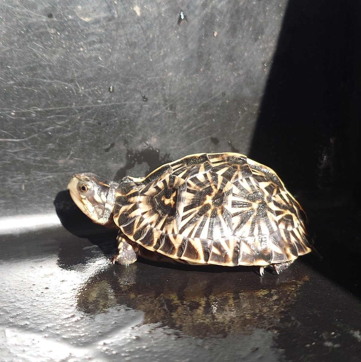 9SoraYu3's tweet photo. 先月ついに憧れだったフロリダハコガメをお迎え！！
綺麗すぎる…🐢
巷ではフロリダ人気のようで…
#フロリダハコガメ https://t.co/ipYYRv9el6