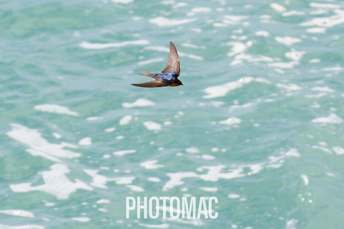 NZPhotomac's tweet photo. Some #WelcomeSwallow #Warou action #NaturePhotography #wildlife #nature #birdwatching #wildlife #birds #birdphotography #TwitterNaturePhotography #BirdsOfNZ https://t.co/SFgxnmAFhu