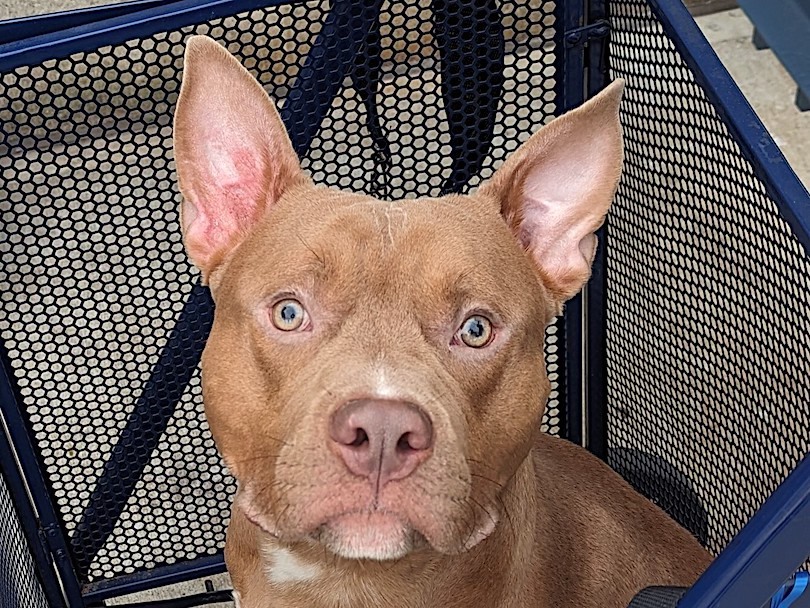 NMBewitched's tweet photo. Please take a moment
Think of all the puppies & #RedPits we have lost
Now look Bishop
Curious, often shy; at times insecure
The same as every puppy
The difference? Bishop has not had guidance & security
Do not let him die tomorrow, 10/7
#NYCACC https://t.co/F4V7be6xHv