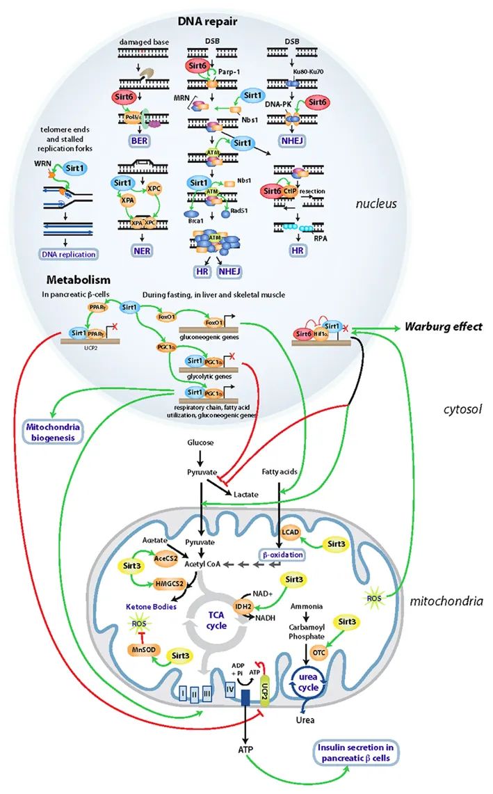 Sirtuins, Metabolism, and Cancer buff.ly/3V7pSes